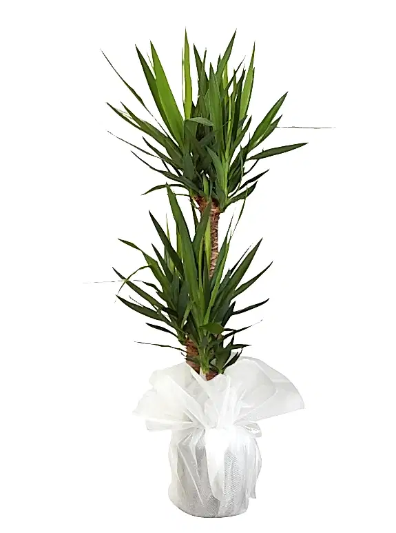 3'lü Yucca Çiçeği