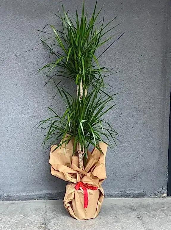 Marginata 2 Li Saksı Çiçeği